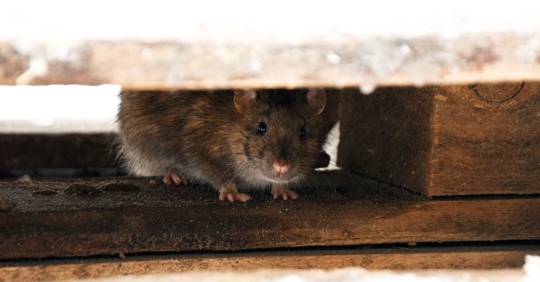 rat hiding under wooden planks