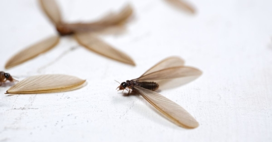 Termites with wings on the floor