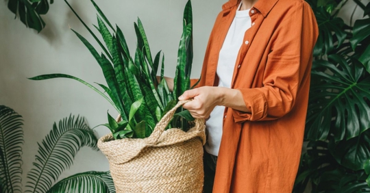person carrying house plant indoors