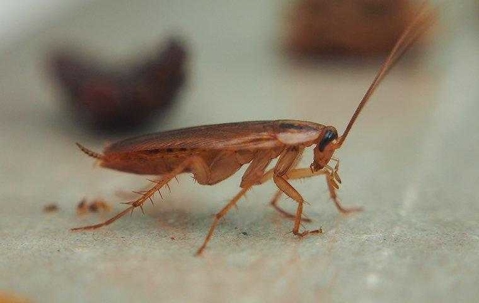 a cockroach crawling on a counter