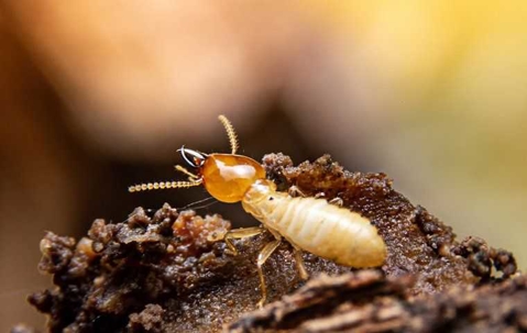 a termite crawling in dirt