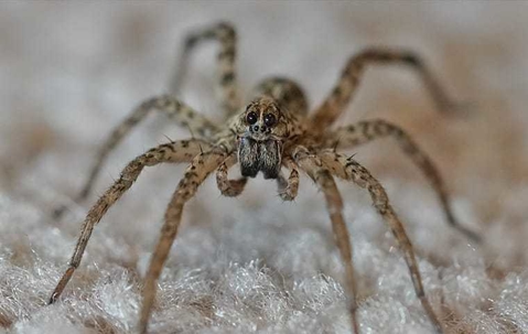 wolf spider in a house