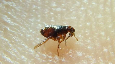 Flea & Tick Control In Little Rock, AR | George Termite And Pest Control