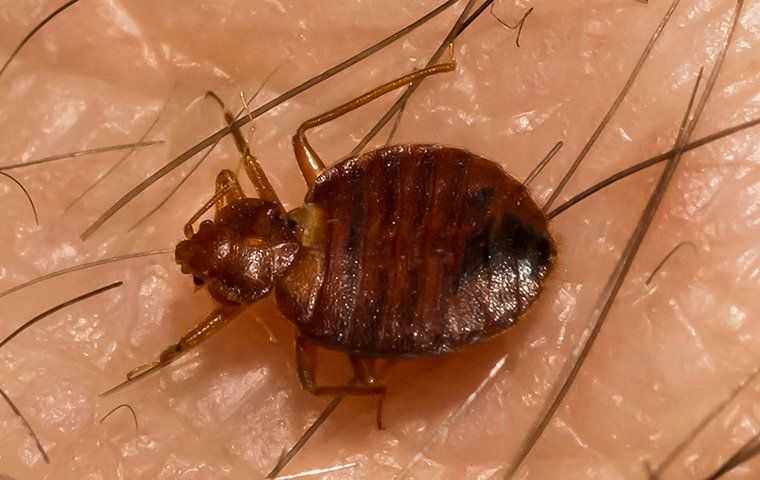 a bed bug on someone's skin