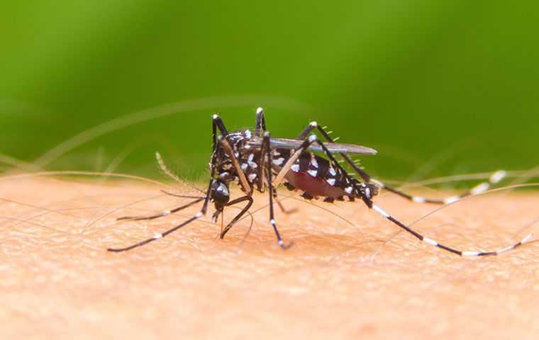 a mosquito on skin