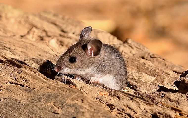 a mouse on a rock