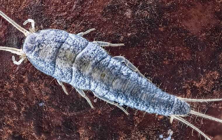 a silverfish on dirt